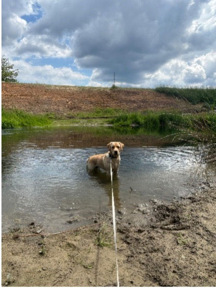 Hund an der Leine steht im Wasser vor bewölktem Himmel und grünem Ufer