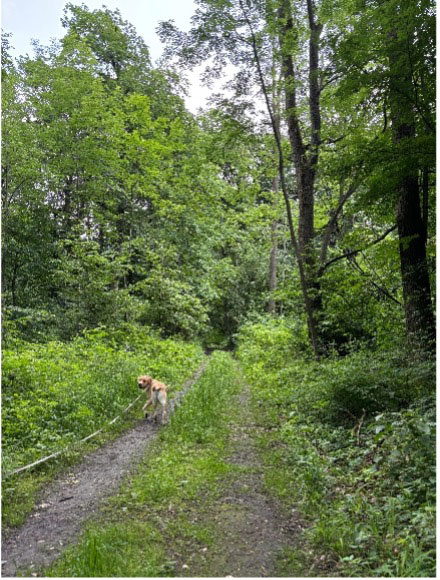 Hund an der Leine spaziert auf einem Waldweg durch dichtes grünes Blattwerk